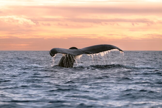 Educational Sunrise Whale Watching with Photos Included - Why the 6:00 am start matters