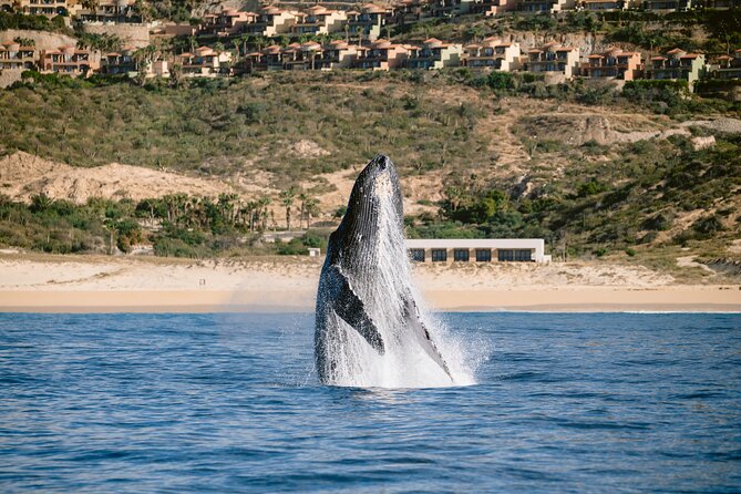 Educational Sunrise Whale Watching with Photos Included - What the guide and captain add