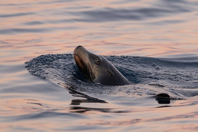 Educational Sunrise Whale Watching with Photos Included - Small group, short duration, and practical value