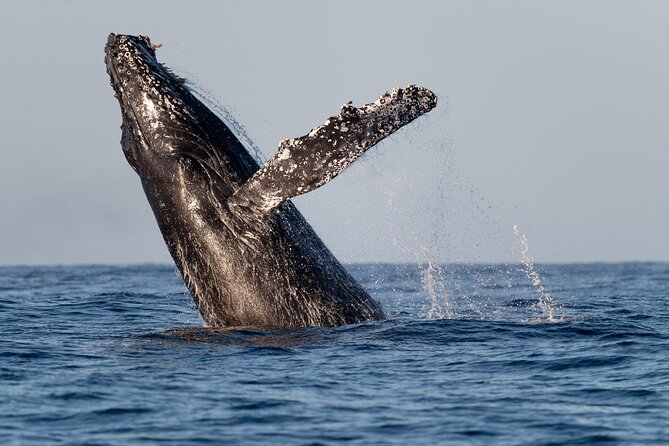 Educational Sunrise Whale Watching with Photos Included - About two hours in the open ocean