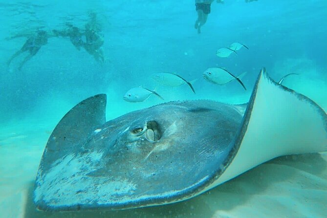 El Cielo Cozumel Snorkel Private Boat + Food + Drinks + Beach - El Cielo: starfish in shallow, clear water