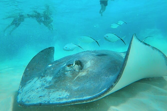 El Cielo Cozumel Snorkel Share Boat + Reefs + Food Drinks + Beach - Colombia Reef: a short swim with colorful fish