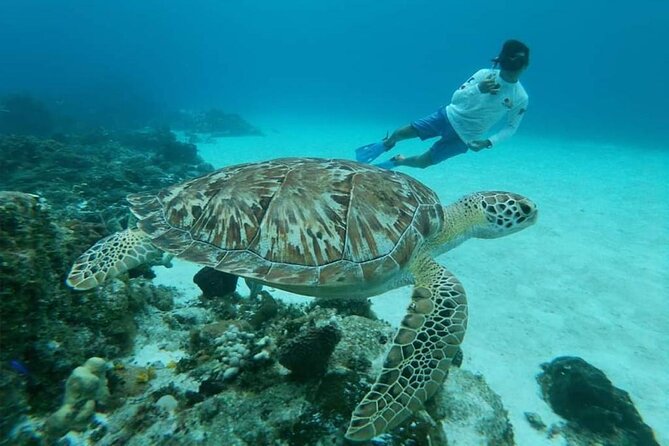 El Cielo Cozumel Snorkel tour by Catamaran - El Cielo’s starfish and easy swimming