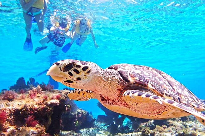 El Cielo Cozumel Snorkeling Tour - All-Inclusive - Pickup is convenient, but allow extra time