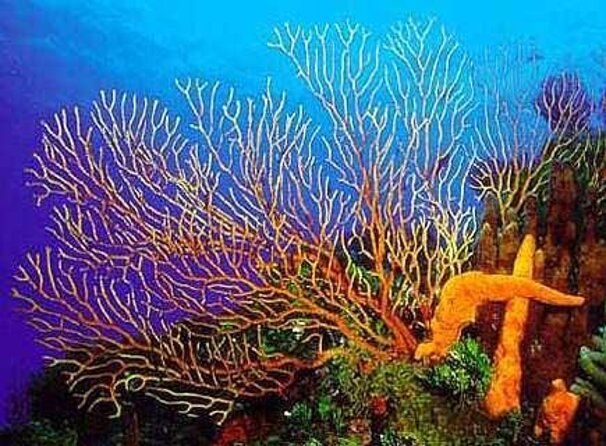 El Cielo Cozumel Snorkeling tour by Private Boat - Key points to know before booking