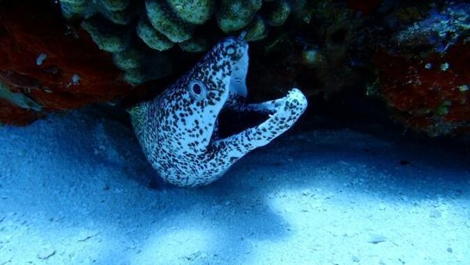 El Cielo Cozumel Snorkeling trip by Catamaran - Key things to know before booking