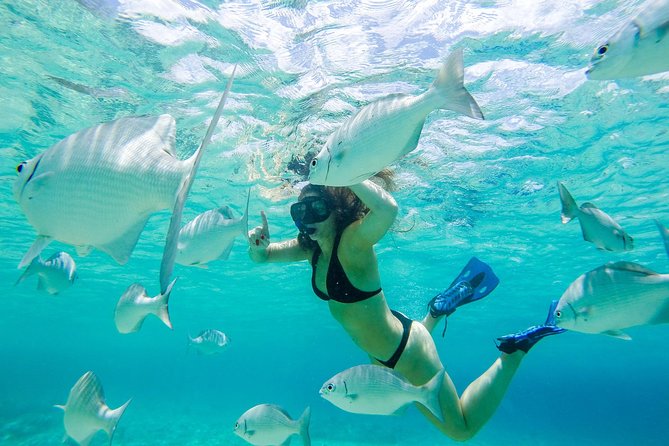 El Cielo Snorkel by Private Boat - Paradise Reef brings a second look at Cozumel’s marine life