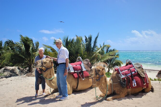 ENJOY UNIQUE CAMEL RIDE in Puerto Morelos with Transportation - Transportation can make or break the day