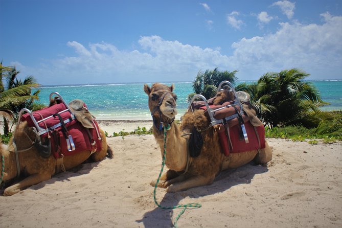 ENJOY UNIQUE CAMEL RIDE in Puerto Morelos with Transportation - Practical ways to have a better day