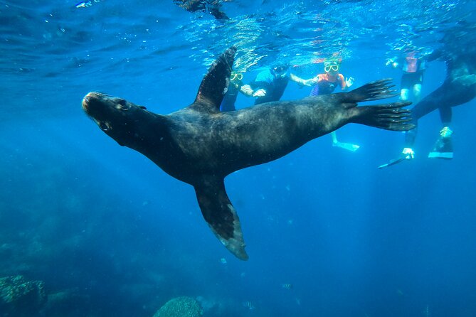 Espiritu Santo Island and sea lions - Why Espiritu Santo Island is worth the boat ride