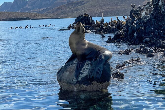 Espiritu Santo Island and sea lions - Beach time, lunch, and the slower middle of the day