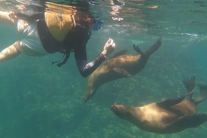 Espiritu Santo Island and sea lions - Wildlife beyond the sea lion colony