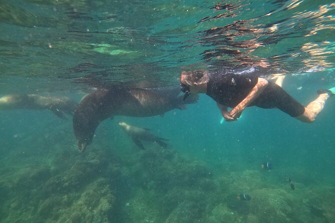 Espiritu Santo Island and sea lions - Water temperature, jellyfish, and other practical concerns