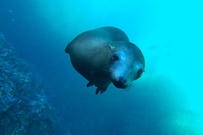 Espiritu Santo Island and sea lions - Leaving La Paz for the national park