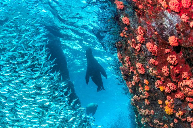 Espiritu Santo Island Snorkel & Sea Lion Adventure - The return cruise includes Balandra views