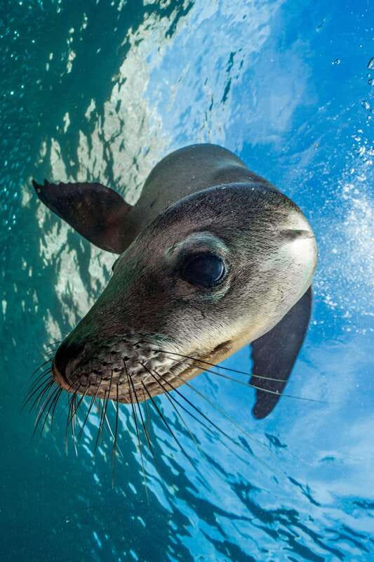 Espiritu Santo Island: Snorkeling Sea Lion Adventure - Who will enjoy this tour most