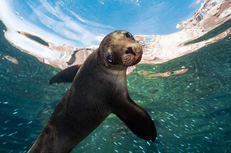 Espiritu Santo Island: Snorkeling Sea Lion Adventure - Timing, meeting point, and flexibility