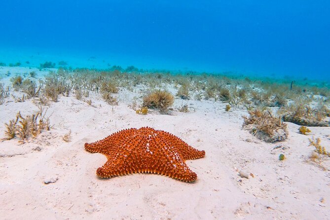 Exclusive Private Boat to El Cielo - Cozumel’s marine park and the final 1 hour 50 minutes