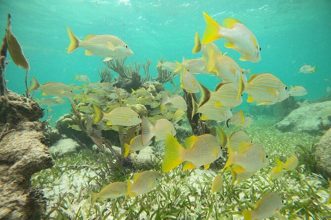 Experience Guided Snorkeling in Costa Maya - Second stop: coral, fish, and a wider view of the reef