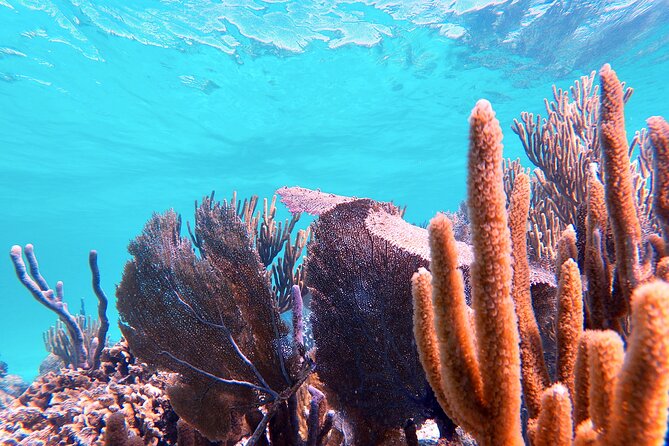 Experience Guided Snorkeling in Costa Maya - Guides who pay attention to nervous swimmers