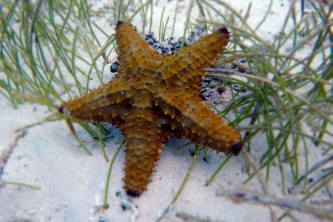 Experience Guided Snorkeling in Costa Maya - Is $30 a good price for this outing?