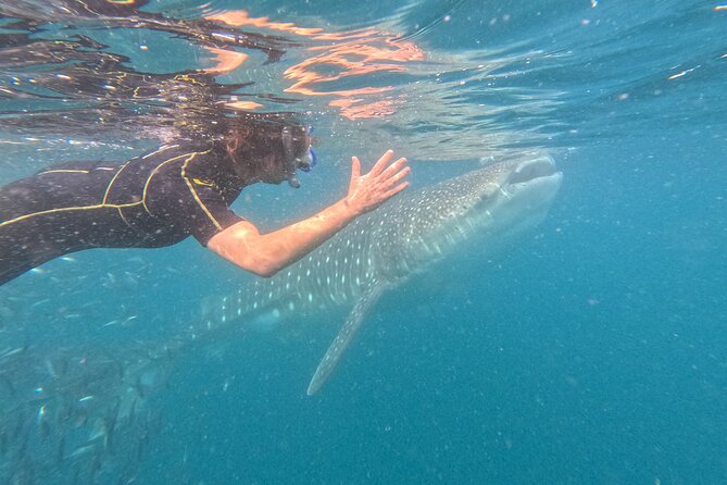 Experiences with whale sharks in La Paz - Key points to know before booking