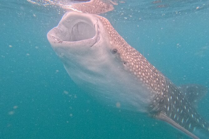 Experiences with whale sharks in La Paz - Meeting whale sharks in La Paz Bay