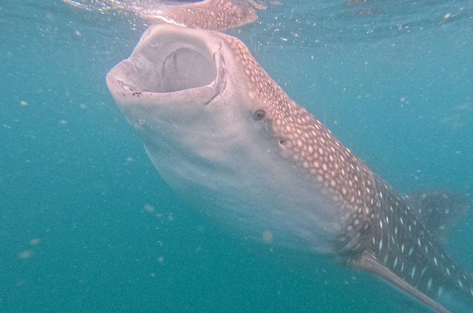 Experiences with whale sharks in La Paz - Swimming ability is more important than the brochure suggests