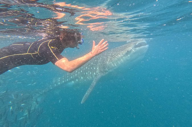 Experiences with whale sharks in La Paz - Price and what you receive for $149.34