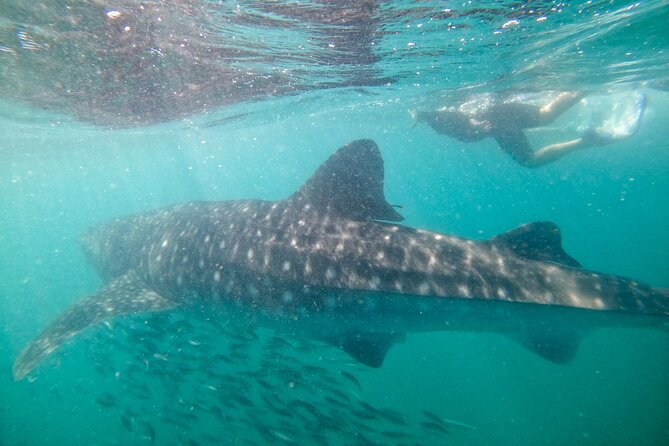 Experiences with whale sharks in La Paz - Timing problems and cruise ship planning