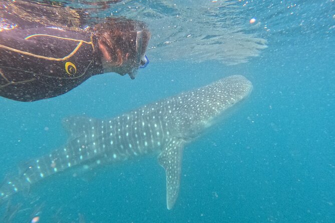 Experiences with whale sharks in La Paz - Who will enjoy this most