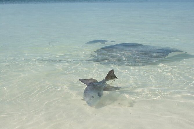 Explore Contoy Island - What Isla Mujeres adds, and where the plan may disappoint