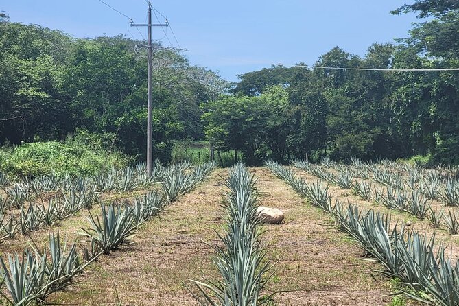 Finca 18 Puerto Vallarta Tequila Tour + Chocolate Pairing - Who should book Finca 18?