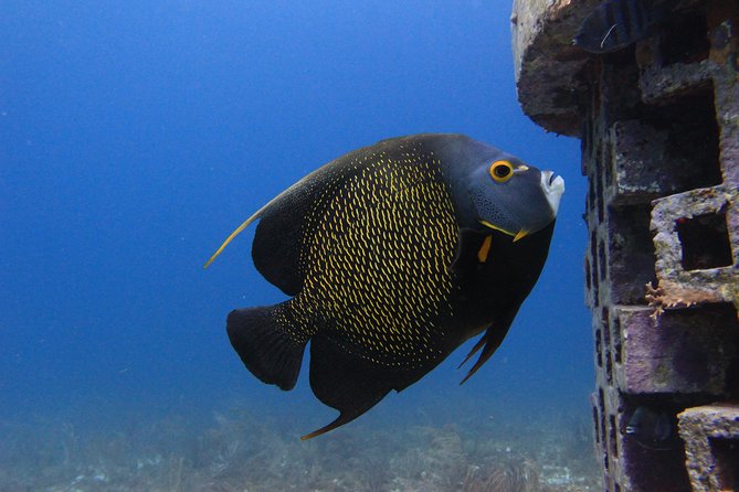 For certified Divers Experience the Under Water Museum and the Manchones Reef - What you see at the Underwater Museum
