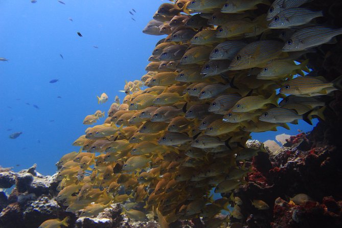 For certified Divers Experience the Under Water Museum and the Manchones Reef - A small group and a PADI instructor