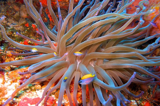 For certified Divers Experience the Under Water Museum and the Manchones Reef - How the afternoon schedule works