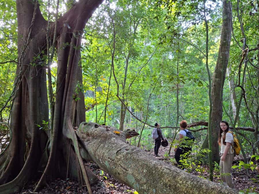 From Bacalar: Calakmul Ruins Expedition & Jungle Trek - Key points before you book