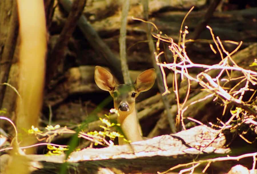 From Bacalar: Calakmul Ruins Expedition & Jungle Trek - Should you book it?