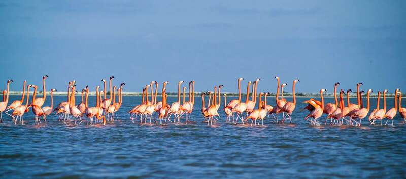 From Cancún: Rio Lagartos & Las Coloradas Day Trip & Lunch - Guides, languages, and the human side of the day