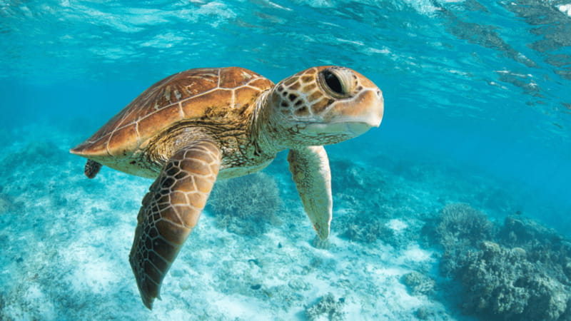 From Cancun: Tulum, Cenote and Turtle Swim Tour at Akumal - Who should book this experience