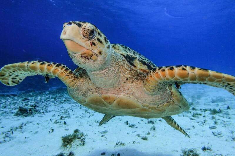 From Cozumel: 3 Reefs Boat Tour with Drinks and Snorkeling - Three reefs give you more than one kind of Cozumel