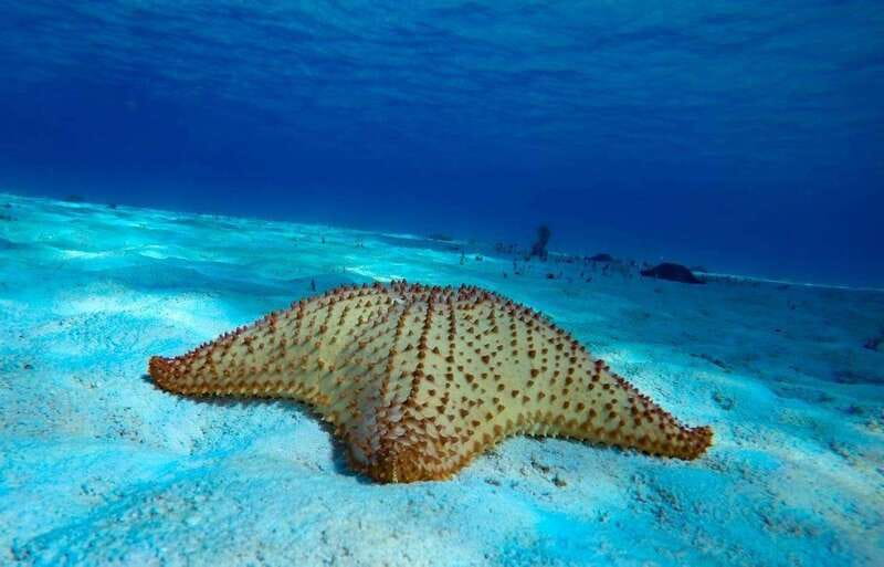 From Cozumel: 3 Reefs Boat Tour with Drinks and Snorkeling - Palancar Reef: the more active first stop