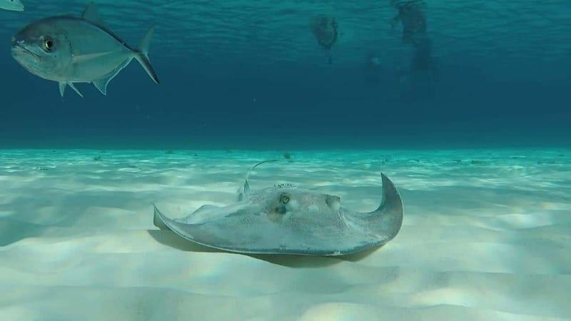 From Cozumel: 3 Reefs Boat Tour with Drinks and Snorkeling - Getting to Marina Cozumel ASIPONA