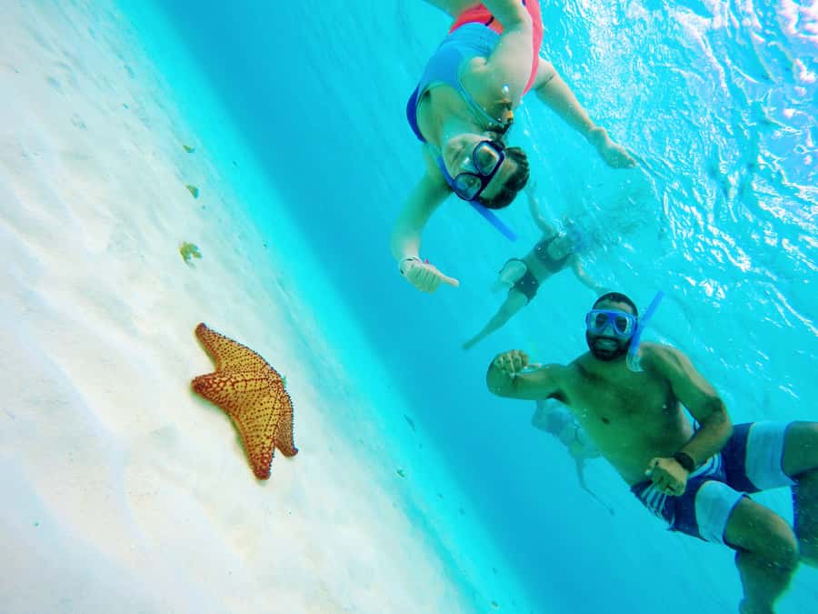 From Cozumel: Starfish, Stingrays and the Turtle Sanctuary - Key points to know before booking