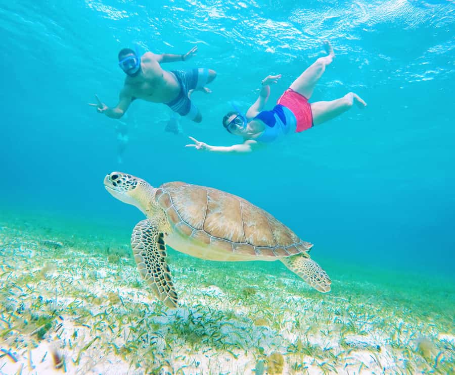 From Cozumel: Starfish, Stingrays and the Turtle Sanctuary - El Cielo brings the starfish and pale sand