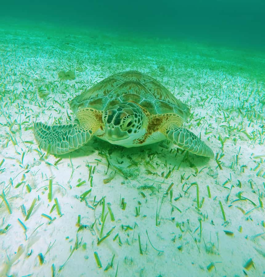 From Cozumel: Starfish, Stingrays and the Turtle Sanctuary - El Cielito is the best stop for stingrays
