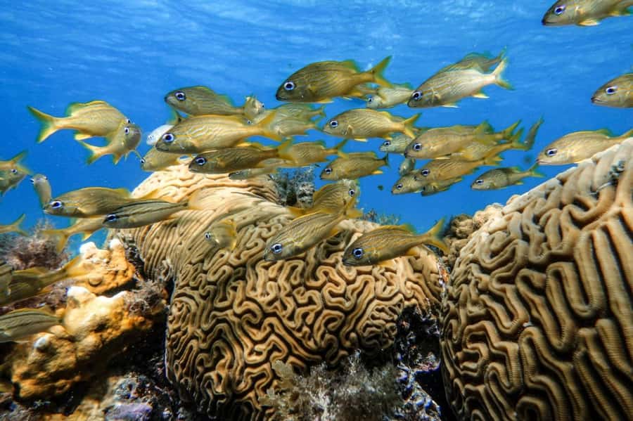 From Cozumel: Starfish, Stingrays and the Turtle Sanctuary - What the $52 price really includes