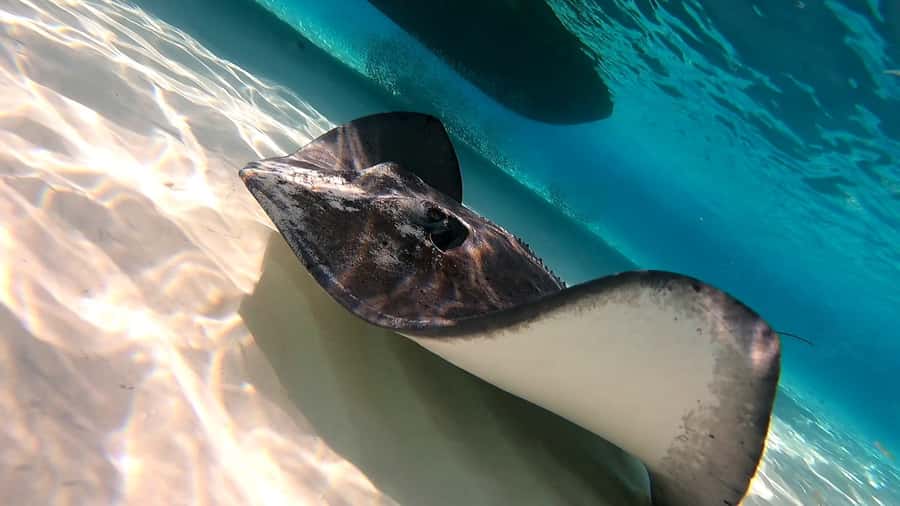 From Cozumel: Starfish, Stingrays and the Turtle Sanctuary - Who should book this Cozumel snorkeling trip
