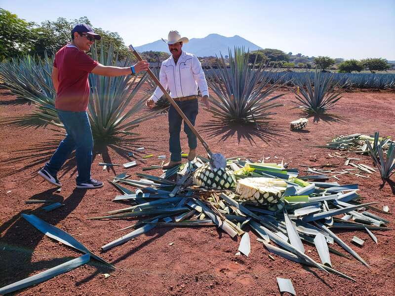 From Guadalajara: Town of Tequila & Jose Cuervo Factory Tour - Why this Guadalajara day trip works