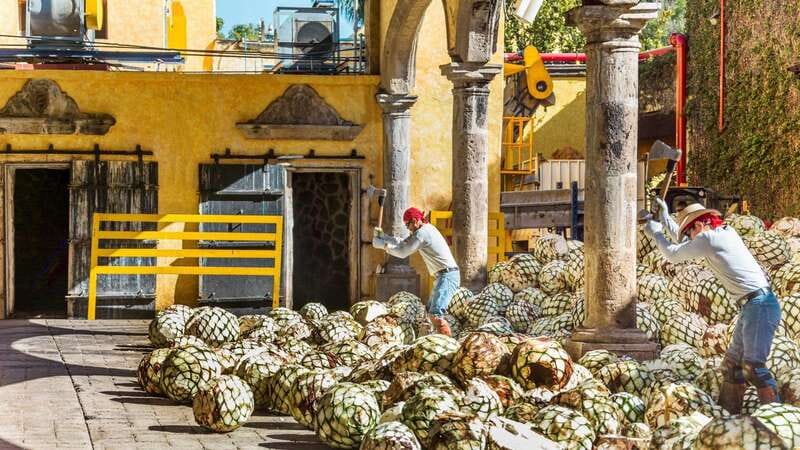 From Guadalajara: Town of Tequila & Jose Cuervo Factory Tour - What the $145 price really covers